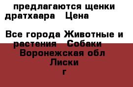 предлагаются щенки дратхаара › Цена ­ 20 000 - Все города Животные и растения » Собаки   . Воронежская обл.,Лиски г.